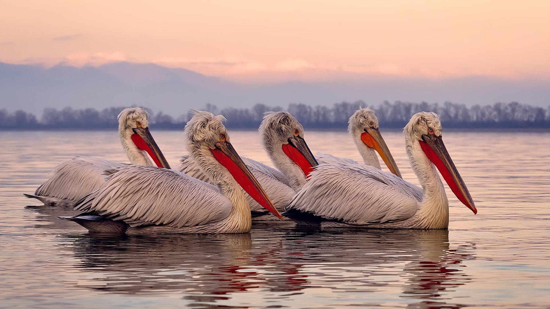 华体会网址-库尔图瓦的虚拟对手，当秘鲁与奥地利在记忆的缝隙中交锋  第1张