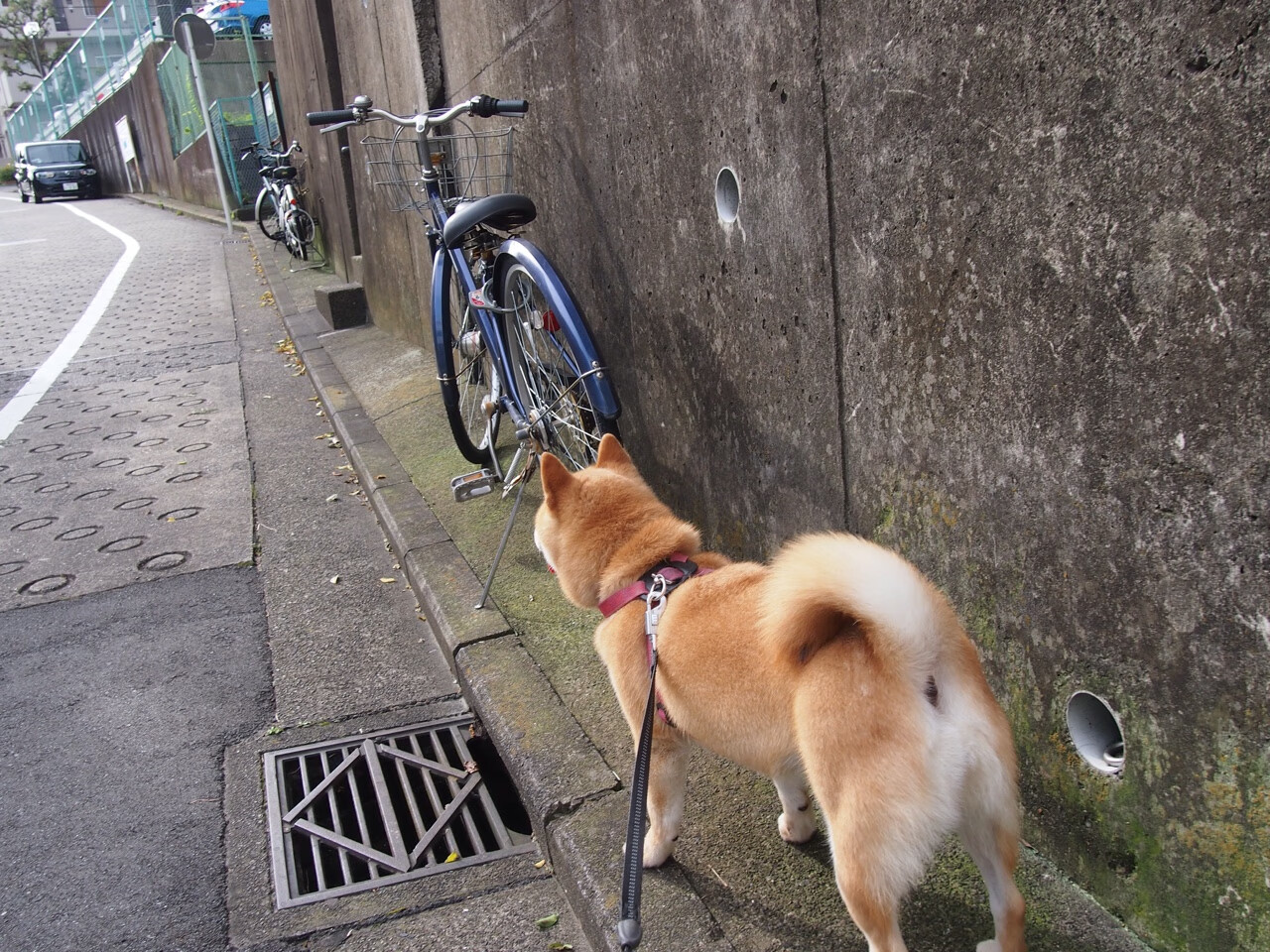 华体会体育-英格拉姆如利剑出鞘,凯尔特人钢铁洪流正面击溃北京队,一场跨越太平洋的破晓之战 第2张 华体会体育-英格拉姆如利剑出鞘,凯尔特人钢铁洪流正面击溃北京队,一场跨越太平洋的破晓之战 第2张